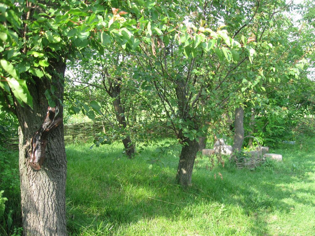 Maison d'hôtes Maliovnytsya à Dybintsy Extérieur photo